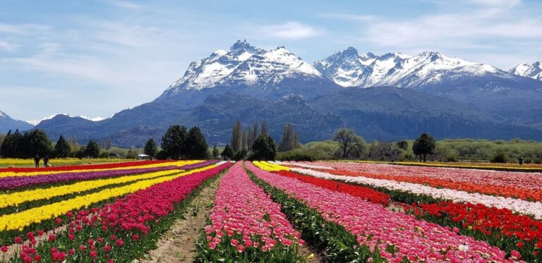 La vigilia de los tulipanes de Trevelin se hará de manera virtual