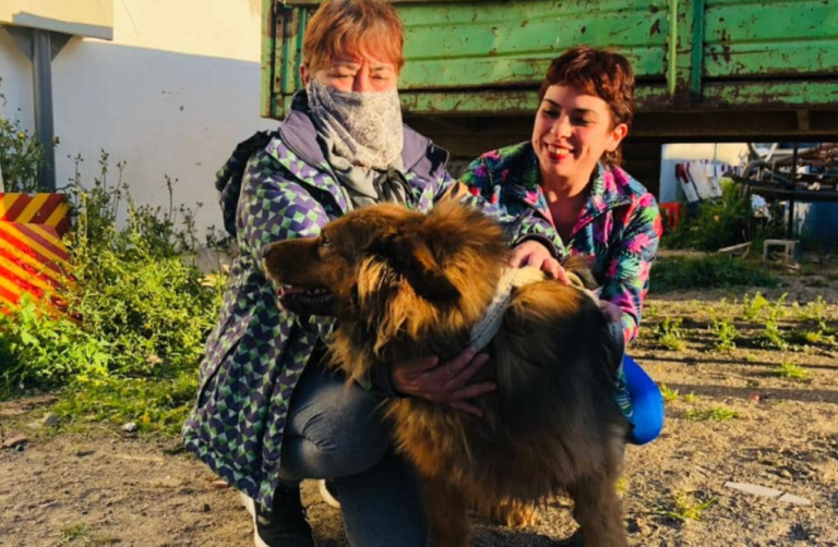 Todos los perros que estaban en bromatología de Rada Tilly fueron adoptados