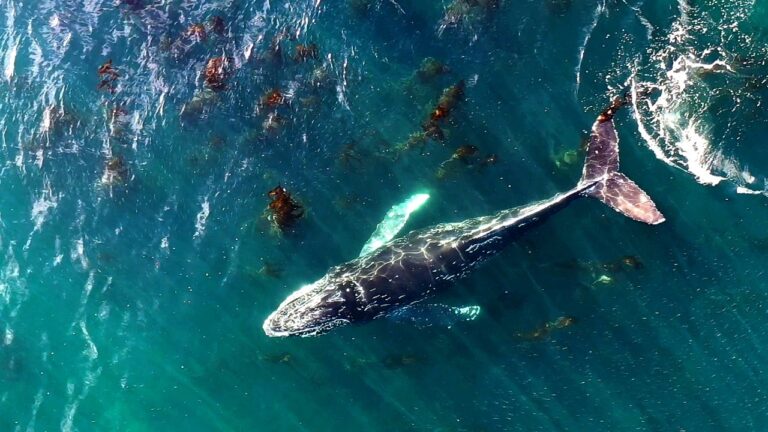 Comodoro Turismo desarrolló la charla «Cetáceos del Golfo San Jorge»