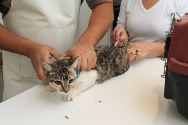 Rada Tilly: Concejales avanzan en la actualización de la ordenanza de cuidado responsable de mascotas 