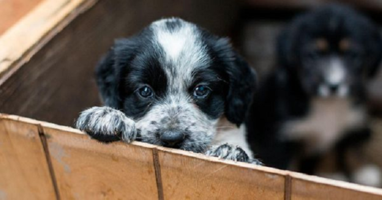 Comodoro: Este sábado se realizará una nueva jornada de adopción de mascotas