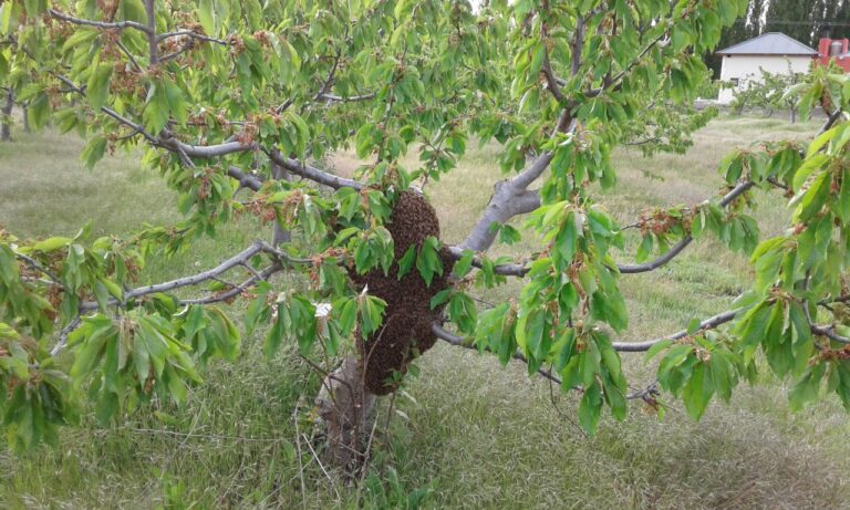 Recomendaciones ante la aparición de enjambres de abejas