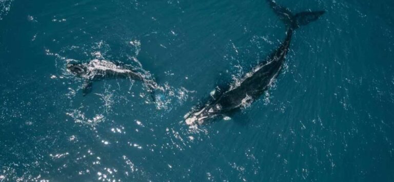 El calentamiento del océano afecta la supervivencia de las ballenas