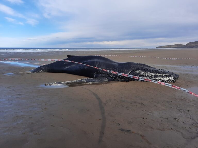 Comodoro: Informan sobre el varamiento de ballena yubarta 