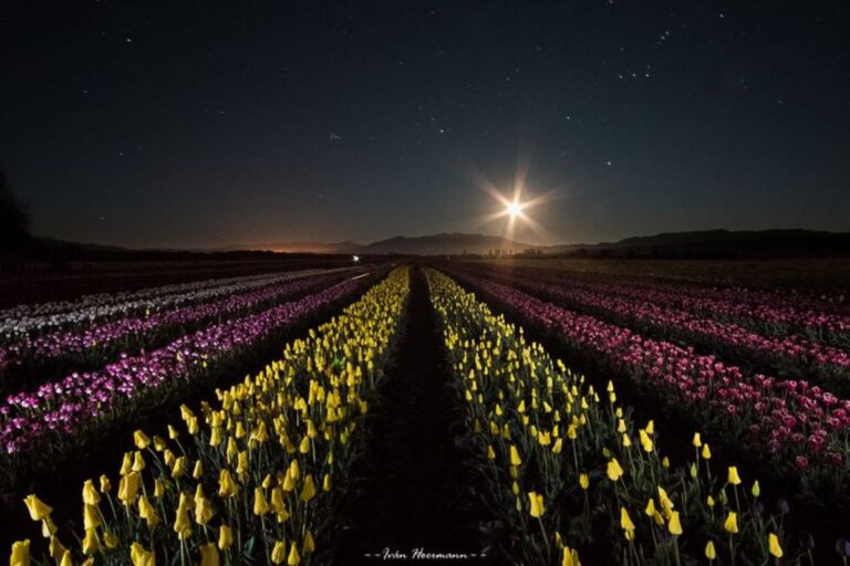 Realizarán una visita nocturna al Campo de Tulipanes a la luz de la luna