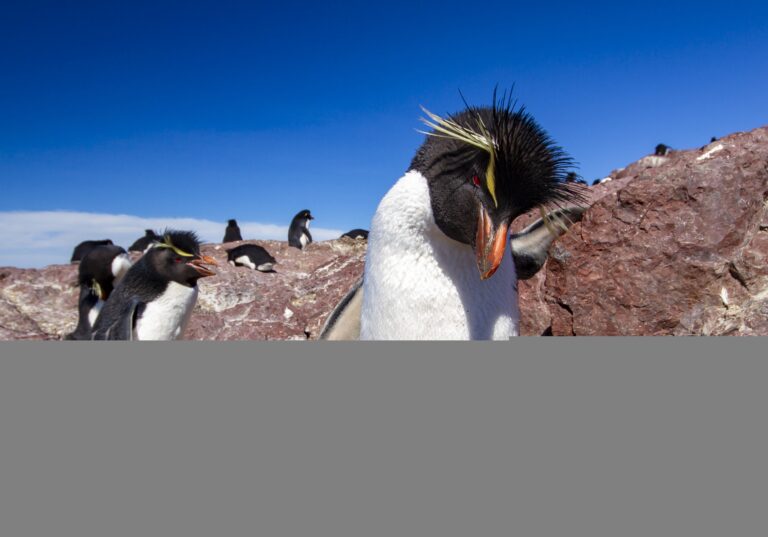 Puerto Deseado: El paraíso del pingüino Penacho Amarillo