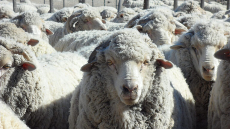 Chubut: planifican trabajo para apoyar el desarrollo de la producción ovina