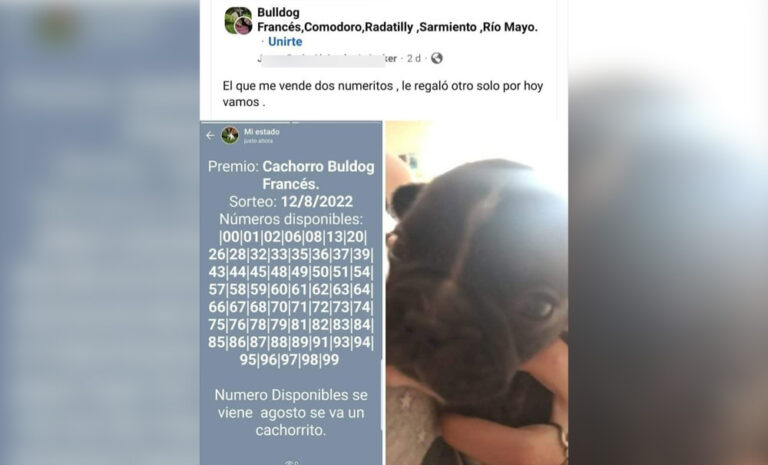 «Hay que dejar de cosificar a los animales”