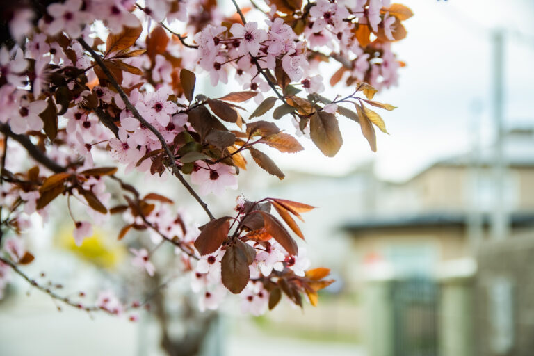 El Municipio de Rada Tilly impulsa el plan «Arbolando Rada Tilly»