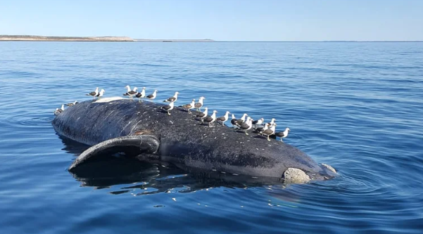 Misterio en Península Valdés por la aparición de ballenas muertas