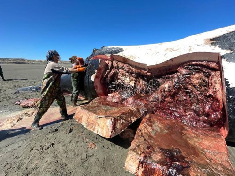 Investigan la muerte de ballenas frente a Puerto Pirámides