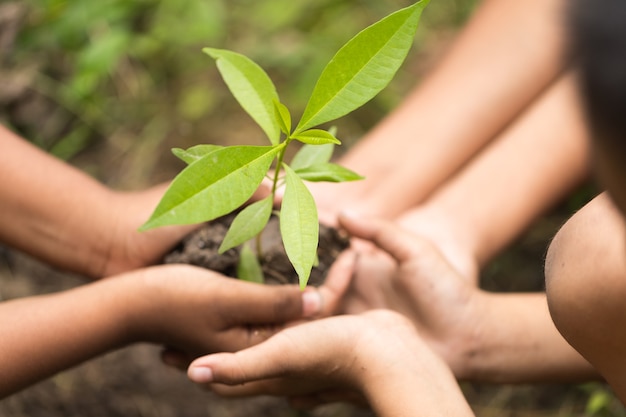Rada verde: «Encuentro de intercambio de plantas, semillas y saberes»