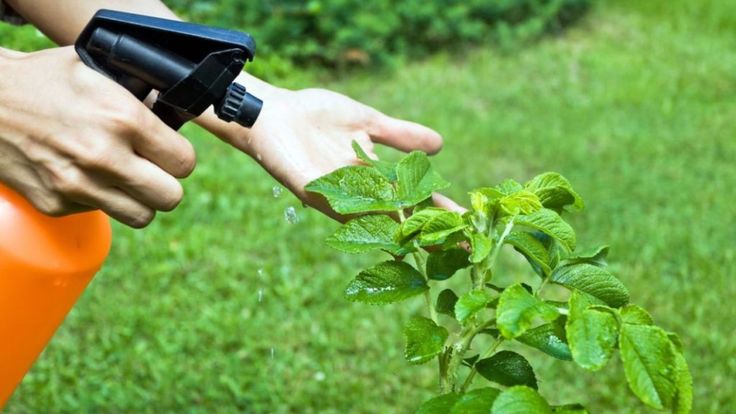 Se realizará un taller de manejo de plagas en la huerta