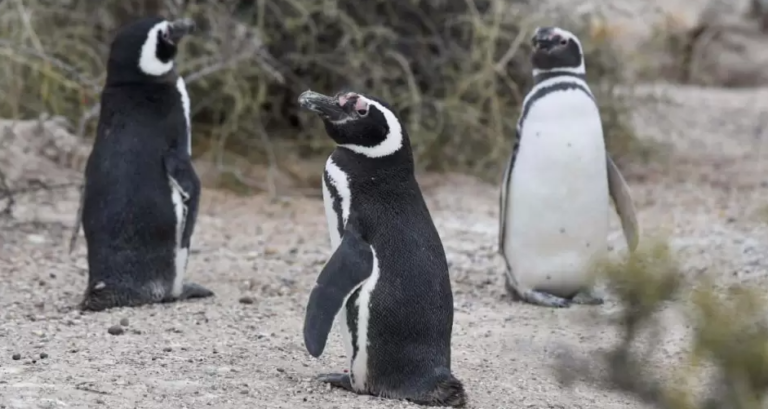 Jueza rechazó la apertura de investigación por la mortandad de pingüinos en Chubut