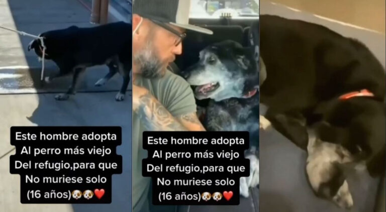Un hombre adoptó al perro más viejo de un refugio para que no muriera solo y su historia conmovió a todos