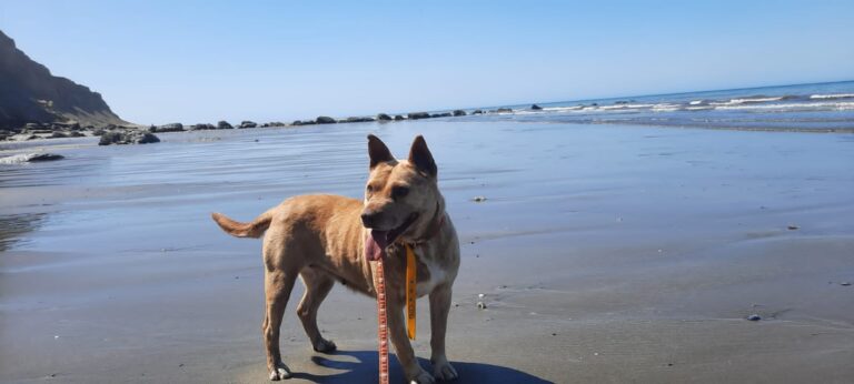Proponen que los perros puedan bajar a un sector de la playa en Rada Tilly
