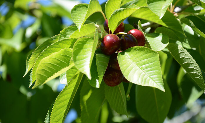 InterNos-Portada-Valle-Encantado