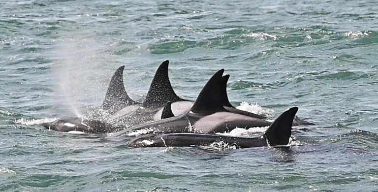 Turismo en Chubut: Increíble show de Orcas en plena Temporada 2023