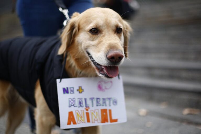 Este sábado habrá una marcha en contra del maltrato y crueldad animal en Comodoro