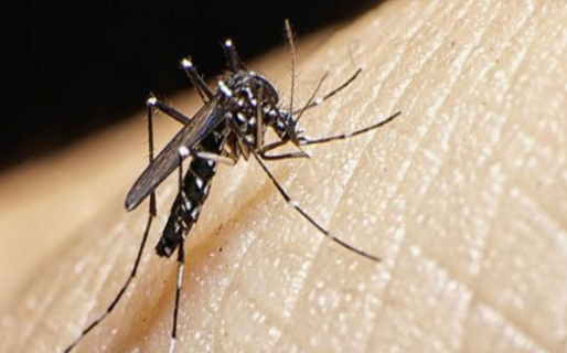 El Gobierno del Chubut explicó cuál es la situación de la Provincia con respecto al Dengue