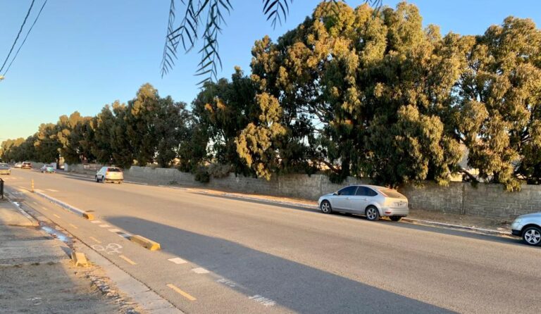 Proponen declarar de interés público a los árboles que están dentro de un proyecto inmobiliario para evitar que los talen