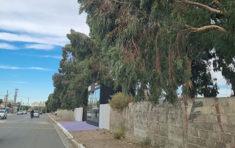 Vecinos juntan firmas para evitar la tala de eucaliptos en Rada Tilly