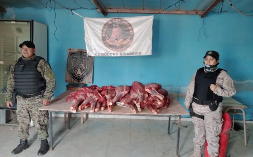 Llevaban cuatro guanacos cazados ilegalmente