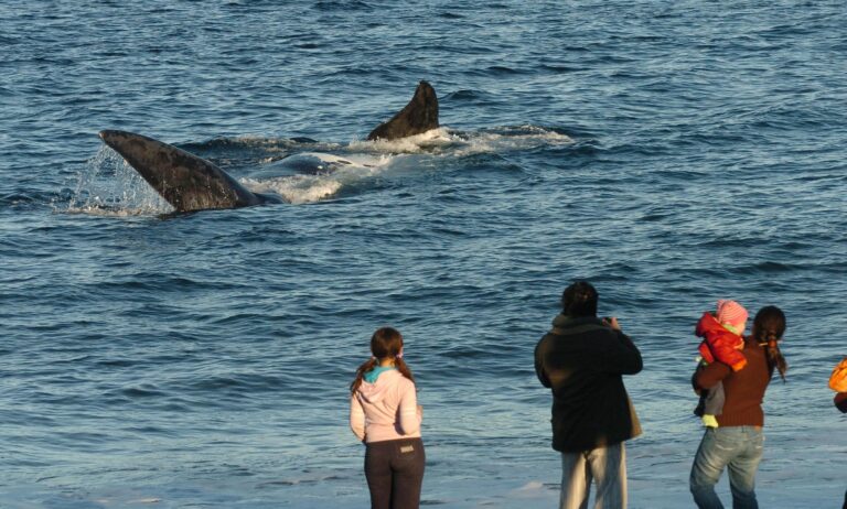 Turismo: Gran movimiento en la Comarca Península Valdés con el inicio de la Temporada de Ballenas 