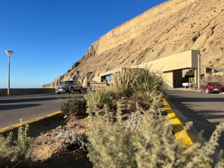 Especies nativas en los espacios públicos de Rada Tilly