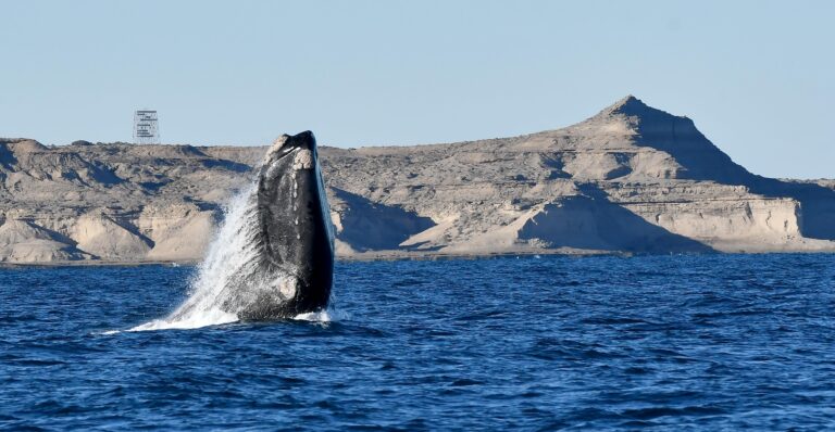 El Gobierno del Chubut anunció el lanzamiento de la Temporada de Ballenas 2023