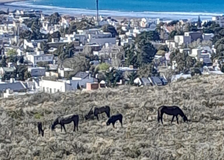 Denuncian que por quejas de vecinos, realizaron estampidas a una tropilla: «Rada Tilly se está volviendo una ciudad poco amigable con el entorno natural»