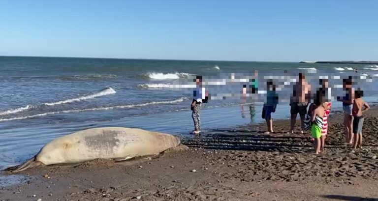 Provincia recuerda cuales son las indicaciones a seguir ante la circulación de gripe aviar en mamíferos marinos