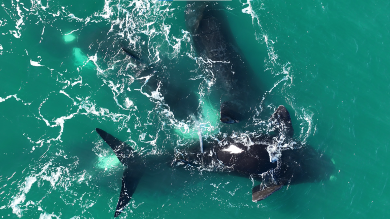 ¿Qué hacen las ballenas en el área Protegida Punta Marqués?