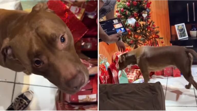 El perro de una familia quiso abrir su regalo de navidad antes de medianoche y se indignó con sus dueños