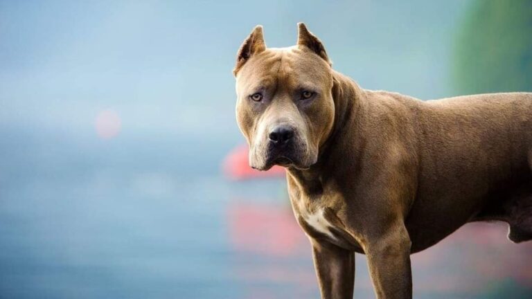 Un pitbull atacó a un niño y tuvo que recibir 11 puntos