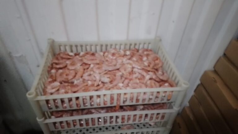 Secuestraron alrededor de 800 kilos de langostino en una planta pesquera clandestina
