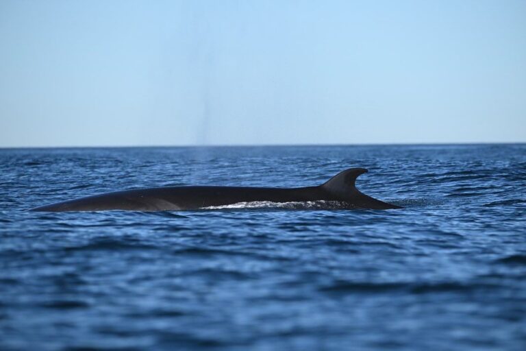 Proyecto Ballena Sei: finalizó el trabajo de filmación y la primera etapa de colocación de rastreadores satelitales