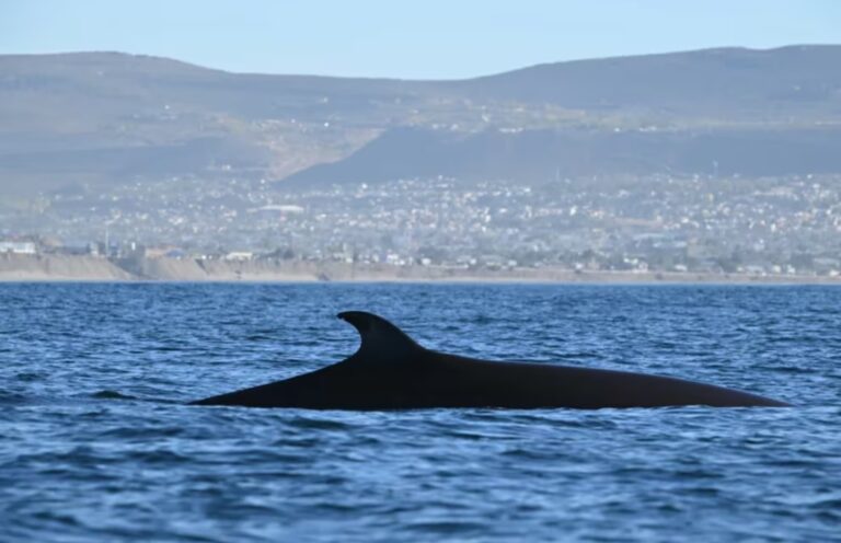 Viaje al interior de un santuario marítimo en busca de la ballena sei, el tesoro oculto de la Patagonia