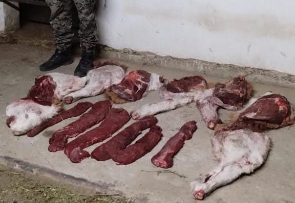 Secuestraron carne de guanaco en un operativo en Ruta Provincial 27