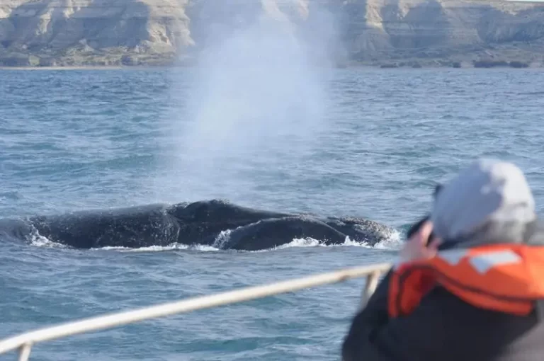 Cuándo será el lanzamiento de la Temporada de Ballenas 2024