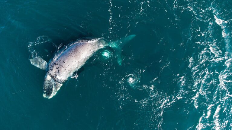 Proyectan el documental Ocean en Rada Tilly, gratis y para todo público: cine, ciencia y voces locales