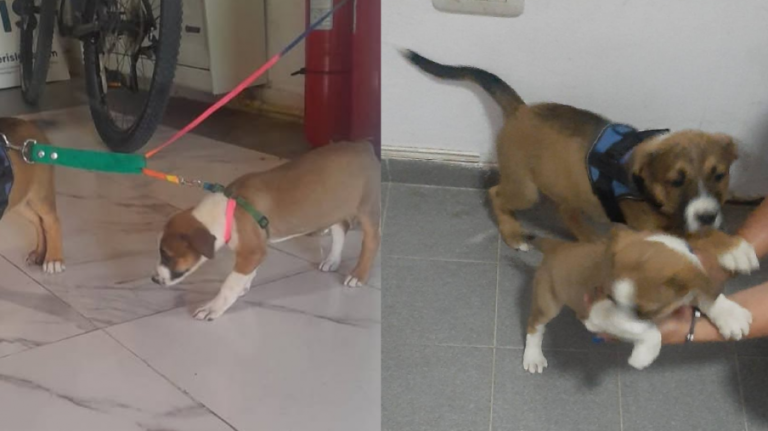 Rescatan en Rada Tilly a dos cachorros que quedaron atados y expuestos al calor dentro de una camioneta