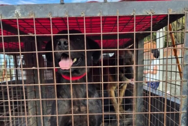 Rescataron cerca de 50 mascotas en barrio Sismográfica