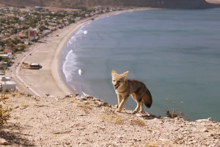 Rada Tilly pide dejar de dar comida a los zorros para proteger su comportamiento natural