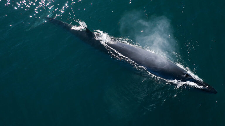 Rada Tilly inicia la Temporada 2026 de Avistaje de Ballena Sei con una vigilia en Punta Marqués y transmisión en vivo