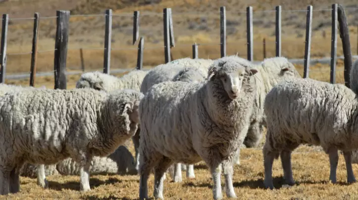 Provincia convoca a productores ganaderos a completar la Encuesta Anual 2025