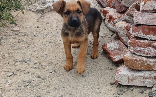 Km 12: denuncian abandono de cachorros y buscan ayuda para salvarlos