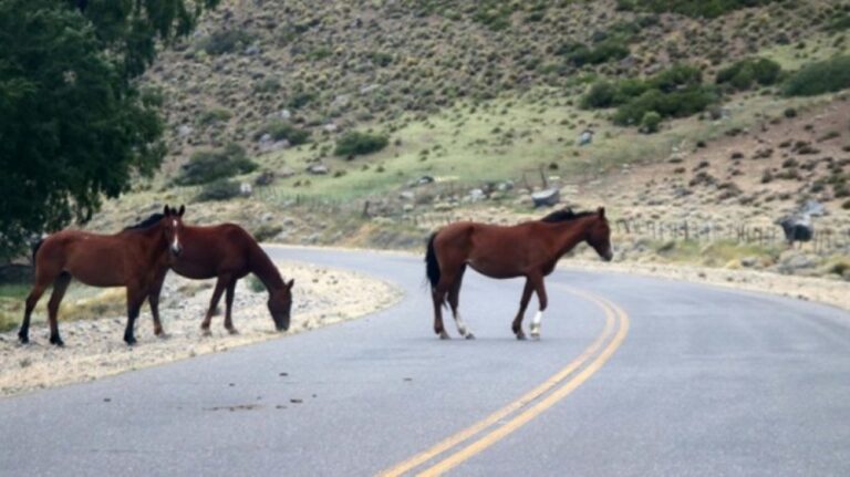 Sobre los caballos sueltos: «ESTO PUEDE PROVOCAR UN ACCIDENTE FATAL Y EL PRO DECIDIÓ NO TRATARLO PARA NO EXIGIRLE A SU GOBIERNO»