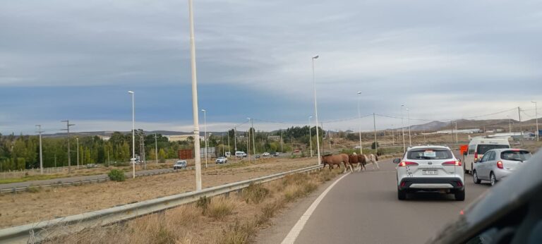 Caballos sueltos en la rotonda de Ruta 3 y 26: piden circular con precaución