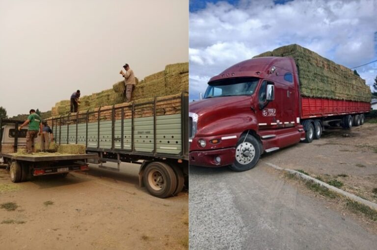 El Gobierno del Chubut fortalece el sector ganadero de la Cordillera con la entrega de fardos de alfalfa